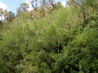 Bosque